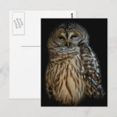 Carte postale Chouette couchée (Devant / Derrière)