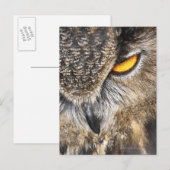Carte Postale Chouette d'aigle d'Eurasie (Bubo bubo) (Devant / Derrière)