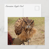 Carte Postale Chouette d'aigle eurasien (Devant / Derrière)