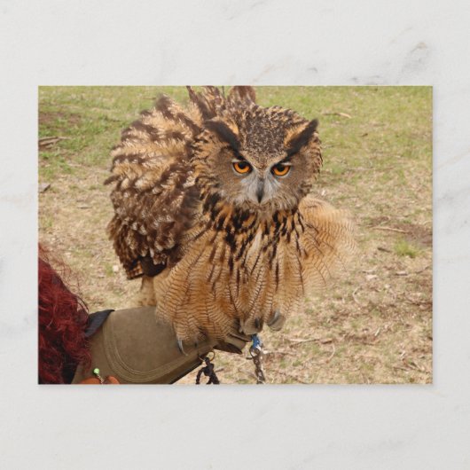 Carte Postale Chouette d'aigle eurasien (Devant)
