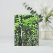 Carte Postale Chouette dans les arbres, Oregon (Debout devant)