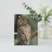 Carte Postale Chouette de chat (Debout devant)