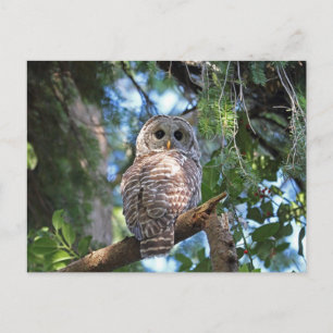 Carte Postale Chouette de Hoot sauvage qui brille dans la forêt