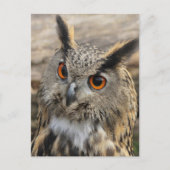Carte Postale chouette de l'aigle (Devant)