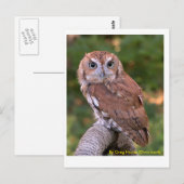 Carte Postale Chouette de l'Est (Devant / Derrière)