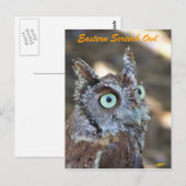 Carte Postale Chouette de l'Est II (Devant / Derrière)