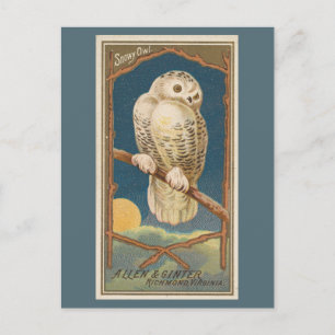 Carte Postale Chouette des neiges