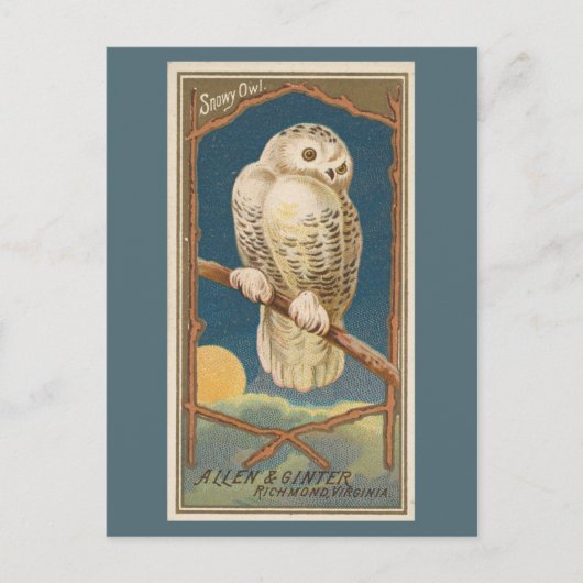 Carte Postale Chouette des neiges (Devant)