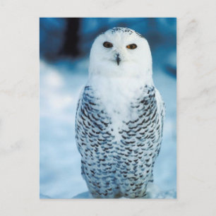 Carte Postale Chouette des neiges