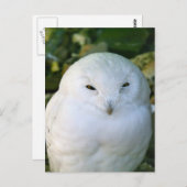 Carte Postale Chouette des neiges (Devant / Derrière)