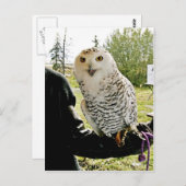 Carte Postale Chouette des neiges (Devant / Derrière)