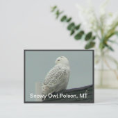 Carte Postale Chouette des neiges (Debout devant)