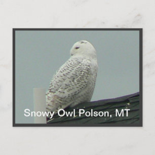 Carte Postale Chouette des neiges