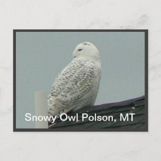 Carte Postale Chouette des neiges