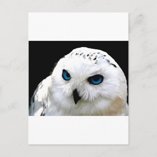 Carte Postale Chouette des neiges (Devant)