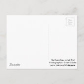 Carte Postale Chouette du Nord (Dos)