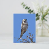 Carte Postale Chouette du Nord-Hawk (Debout devant)