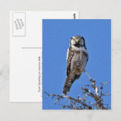 Carte Postale Chouette du Nord-Hawk (Devant / Derrière)