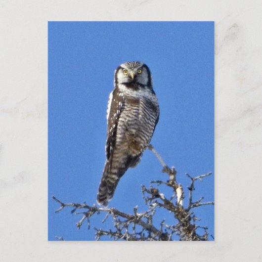 Carte Postale Chouette du Nord-Hawk (Devant)