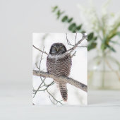 Carte Postale Chouette du Nord-Hawk (Debout devant)