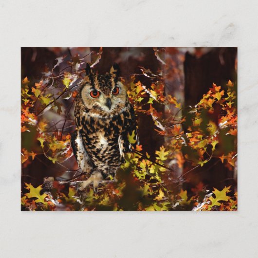 Carte Postale Chouette en automne (Devant)