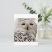 Carte Postale chouette enneigée (Debout devant)