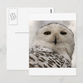 Carte Postale chouette enneigée (Devant / Derrière)