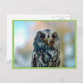 Carte Postale Chouette flammée (Devant / Derrière)