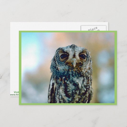Carte Postale Chouette flammée (Devant / Derrière)