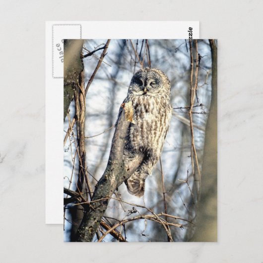 Carte Postale Chouette Gris - Chouette Brown crémeuse (Devant / Derrière)