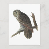Carte Postale Chouette gris par Audubon (Devant)