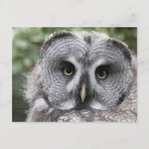 Carte Postale Chouette grise