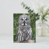 Carte Postale Chouette grise (Debout devant)