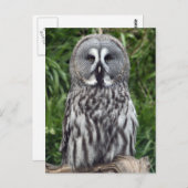 Carte Postale Chouette grise (Devant / Derrière)
