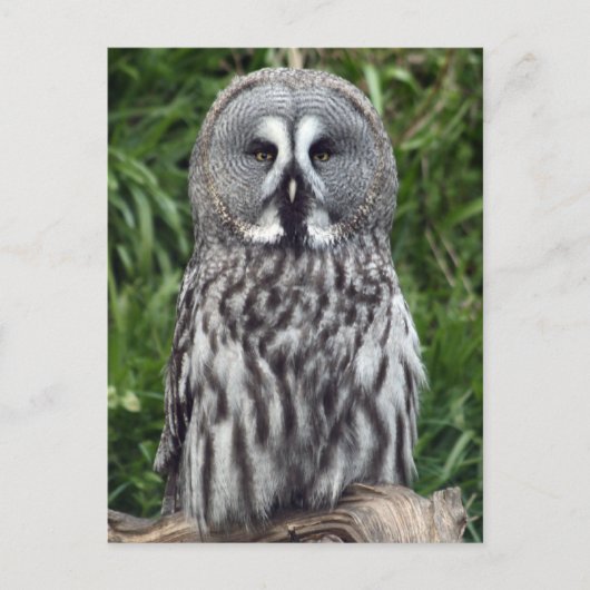 Carte Postale Chouette grise (Devant)