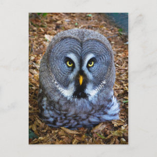 Carte Postale Chouette grise Strix Nebulosa Chouette des terres