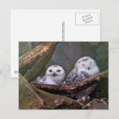 Carte Postale Chouette Harfang Couple Art Bois Faune (Devant / Derrière)