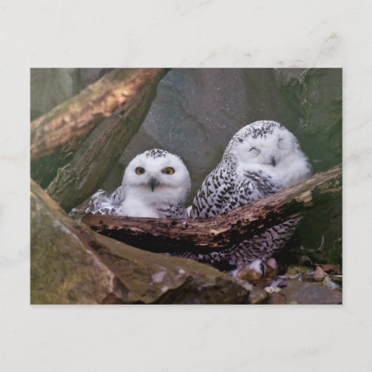 Carte Postale Chouette Harfang Couple Art Bois Faune (Devant)