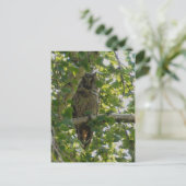 Carte Postale Chouette longue oreille dans l'arbre - asio otus (Debout devant)