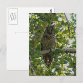 Carte Postale Chouette longue oreille dans l'arbre - asio otus (Devant / Derrière)