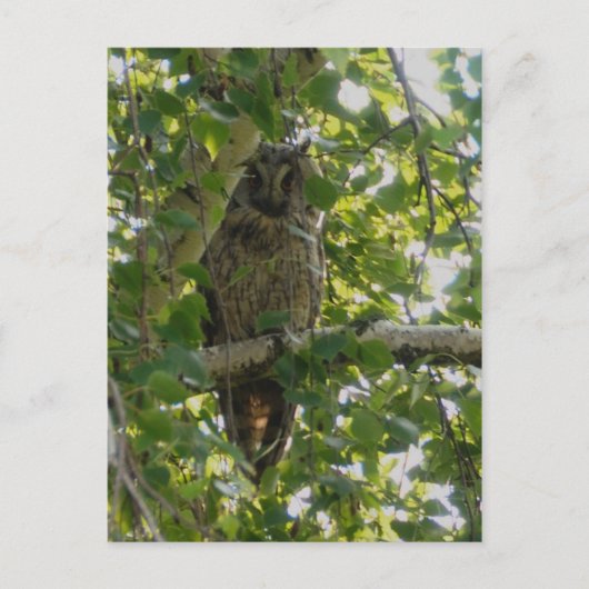 Carte Postale Chouette longue oreille dans l'arbre - asio otus (Devant)
