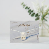 Carte Postale Chouette Neige À Albert Canada (Debout devant)