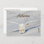 Carte Postale Chouette Neige À Albert Canada (Devant / Derrière)