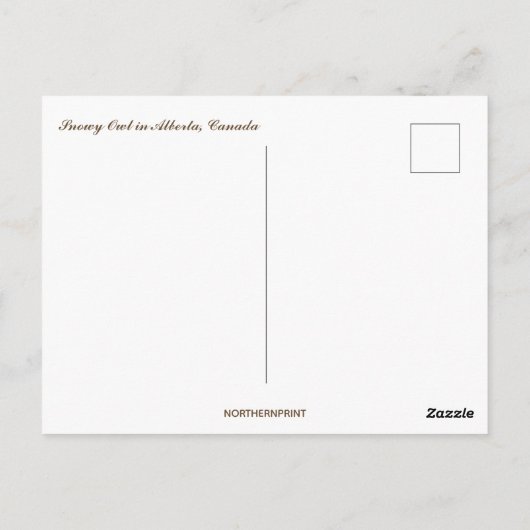 Carte Postale Chouette Neige À Albert Canada (Dos)