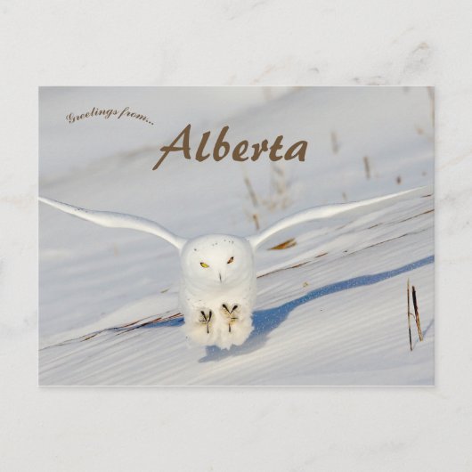 Carte Postale Chouette Neige À Albert Canada (Devant)