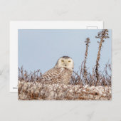 Carte Postale Chouette neige assise sur la plage (Devant / Derrière)