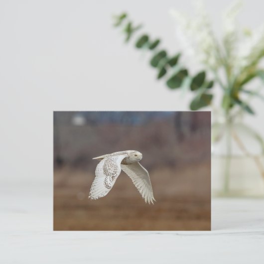 Carte Postale Chouette neige en vol (Debout devant)