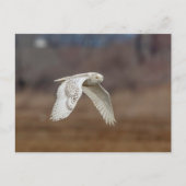 Carte Postale Chouette neige en vol (Devant)