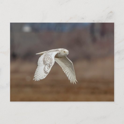 Carte Postale Chouette neige en vol (Devant)