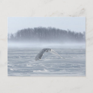Carte Postale Chouette Neige Volant En Hiver